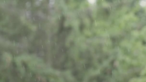 Loop Rain Drops Falling Alpha Real Rain Berkualitas Tinggi Slow — Stok Video