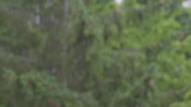Loop Rain Drops Falling Alpha Real Rain High Quality Slow — Video