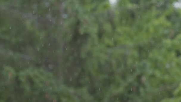 Loop Rain Drops Falling Alpha Real Rain High Quality Slow — Stockvideo
