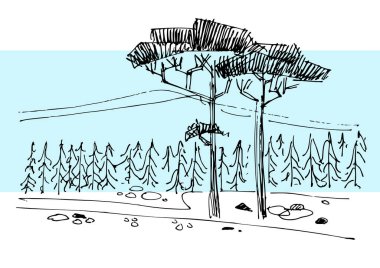 Çam ağacı ve mavi gökyüzü olan köknar ağaçları. Mürekkepteki eski ağaçlar ve orman siluetleri boğulma stili, posterler, kartpostallar, web siteleri için izole edilmiş yatay çizimler