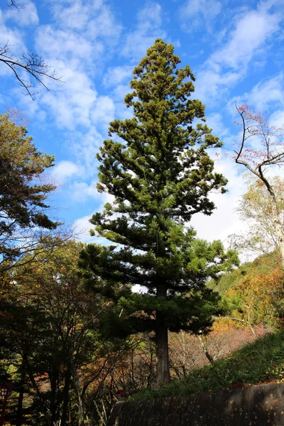 公園内の松の木 自然の雰囲気の中 明確なリスク — ストック写真