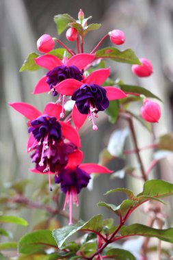 Mor ve pembe çiçekli Fuchsia melez çiçekleri, yakın çekim, açık bir gökyüzü gününde dekoratif süslemeli popüler ev bitkisi