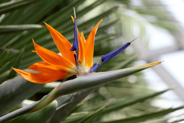 Цветущая Ботаническом Саду Райская Птица Цветок Стрелици — стоковое фото