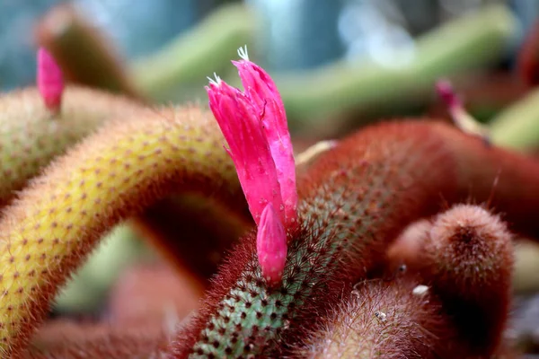Маленькі Квіти Кактуса Проростають Гілки Кактуса Розмитому Тлі — стокове фото