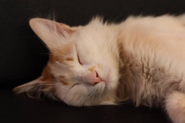 Uyuyan Sar Kedi, Uyuyan Sarı Kedi