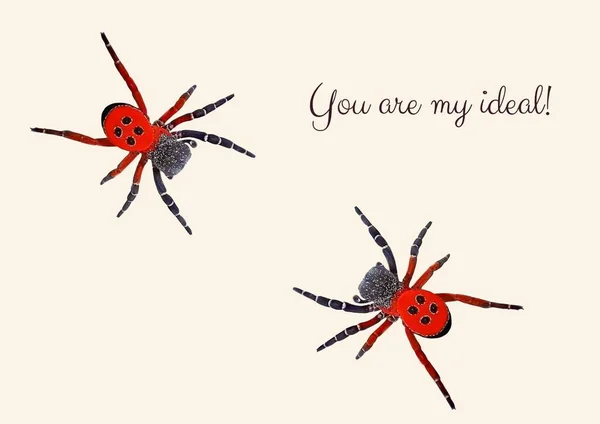 Duas Aranhas Vermelhas Com Texto Você Minha Ideal — Fotografia de Stock