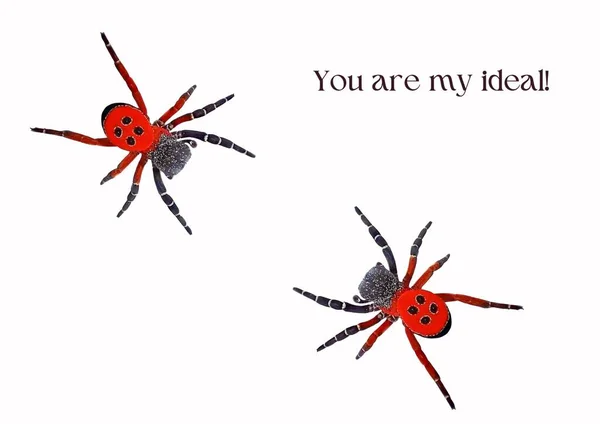 Δύο Κόκκινες Αράχνες Μήνυμα Είσαι Ιδανικός Μου — Φωτογραφία Αρχείου
