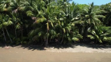 Tropical Palm Tree Beach in Costa Rica (Uvita Beach) - Filmed with a Drone. Different shots available in my profile.