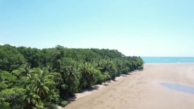 Tropical Palm Tree Beach in Costa Rica (Uvita Beach) - Filmed with a Drone. Different shots available in my profile.