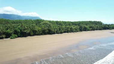 Tropical Palm Tree Beach in Costa Rica (Uvita Beach) - Filmed with a Drone. Different shots available in my profile.