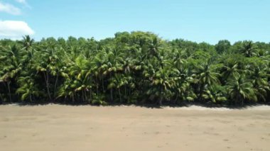 Tropical Palm Tree Beach in Costa Rica (Uvita Beach) - Filmed with a Drone. Different shots available in my profile.