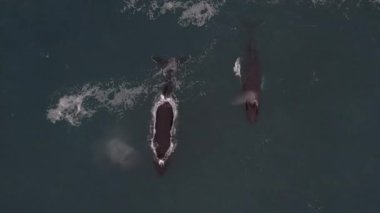 Kambur Balinalar Vestmannaeyjar, İzlanda 'da bir drone ile filme alındı. Profilimde farklı çekimler var.