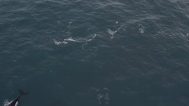 Kambur Balinalar Vestmannaeyjar, İzlanda 'da bir drone ile filme alındı. Profilimde farklı çekimler var.
