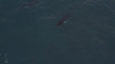 Kambur Balinalar Vestmannaeyjar, İzlanda 'da bir drone ile filme alındı. Profilimde farklı çekimler var.