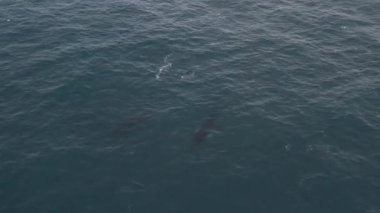 Kambur Balinalar Vestmannaeyjar, İzlanda 'da bir drone ile filme alındı. Profilimde farklı çekimler var.