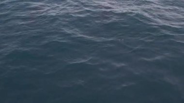 Kambur Balinalar Vestmannaeyjar, İzlanda 'da bir drone ile filme alındı. Profilimde farklı çekimler var.