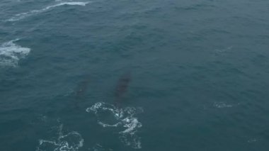 Kambur Balinalar Vestmannaeyjar, İzlanda 'da bir drone ile filme alındı. Profilimde farklı çekimler var.