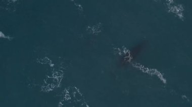 Kambur Balinalar Vestmannaeyjar, İzlanda 'da bir drone ile filme alındı. Profilimde farklı çekimler var.