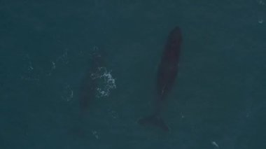 Kambur Balinalar Vestmannaeyjar, İzlanda 'da bir drone ile filme alındı. Profilimde farklı çekimler var.