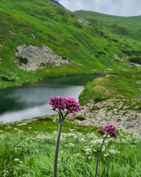 Dağlarda güzel çiçekler