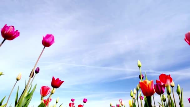 迷人的4K之美 一朵盛开的郁金香 — 图库视频影像