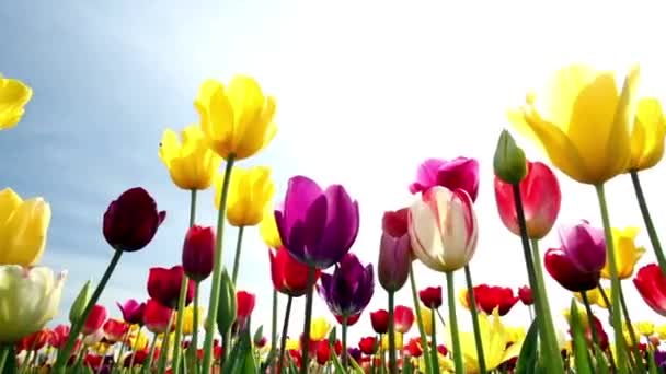 Lenyűgöző Szépség Gyönyörű Tulipán Virágok Teljes Virágban — Stock videók