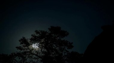 Ay Işığı Huzuru: Görkemli Ağacın Ardında Dolunay, Gecenin Parıltısı, Nefes Kesen 4K Çözünürlükte Sunuluyor