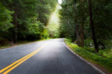 Büyüleyici Orman Yolu: Kıvrımlı Ağaçlar Arasındaki Yol, Nefes Kesen 4K Çözünürlüğe Battı