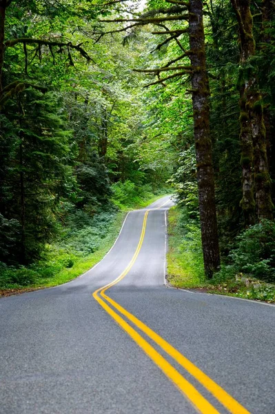 Enchanting Forest Drive Curvy Road Amidst Towering Trees Immersed Breathtaking — Stock Photo, Image