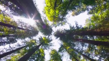 Büyüleyici 4K İlkbahar Düşük Açı Çekimi: Güneş Işığı Altındaki Sekoya Ağaçları Görkemli İhtişamlarında