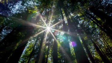 Büyüleyici 4K İlkbahar Düşük Açı Çekimi: Güneş Işığı Altındaki Sekoya Ağaçları Görkemli İhtişamlarında