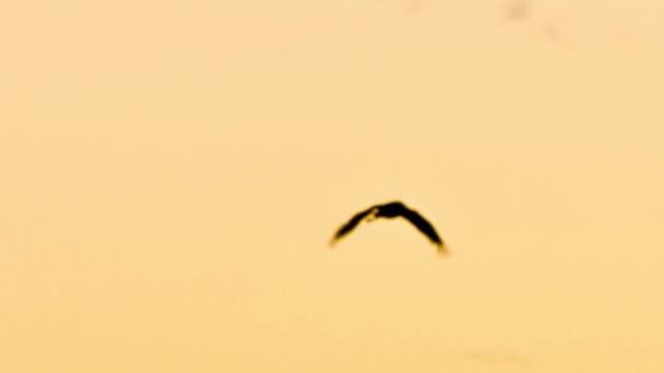 Spectaculaire Sandhill Kranen Graceful Flight Canvas Van Een Prachtige Zonsondergang — Stockvideo
