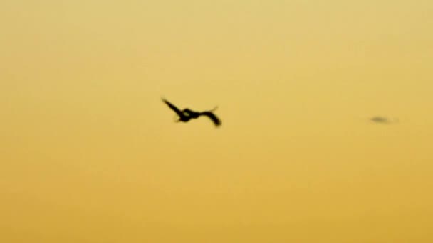 Spectacular Sandhill Cranes Graceful Flight Canvas Stunning Sunset Cloudy Sky — Stock Video