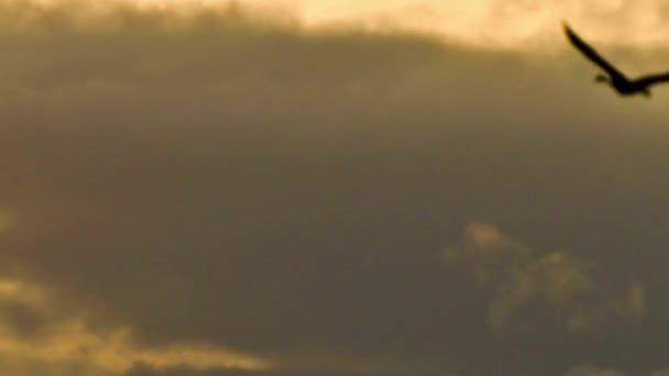 素晴らしい4Kサンセットと曇りの空のキャンバスに対する恵み深い飛行の壮大なサンドヒルクレーン — ストック動画