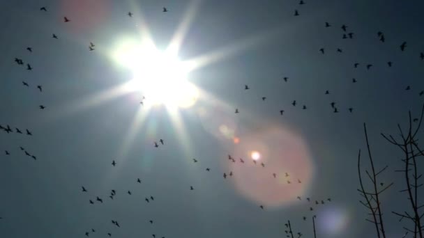 Nádherné Písečné Jeřáby Půvabném Letu Proti Plátnu Ohromujícího Západu Slunce — Stock video