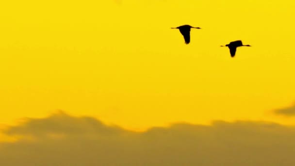 Spectaculaire Sandhill Kranen Graceful Flight Canvas Van Een Prachtige Zonsondergang — Stockvideo