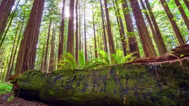 Fängslande Time Lapse Sunlit Majestät Redwood National Park Skogsträd — Stockvideo