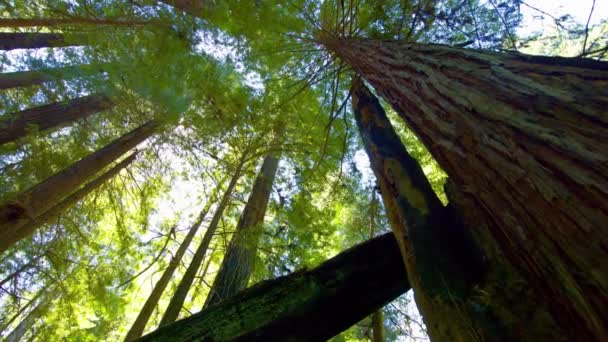 Tournage Printanier Enchanteur Faible Angle Les Séquoias Éclairés Par Soleil — Video