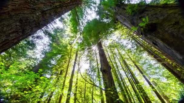 4Kスプリングタイム低角度撮影 彼らの壮大な栄光の中で輝くレッドウッドの森の木 — ストック動画