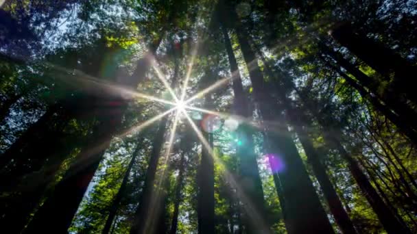 Betoverende Lente Lage Hoek Schot Zonovergoten Redwood Forest Bomen Hun — Stockvideo