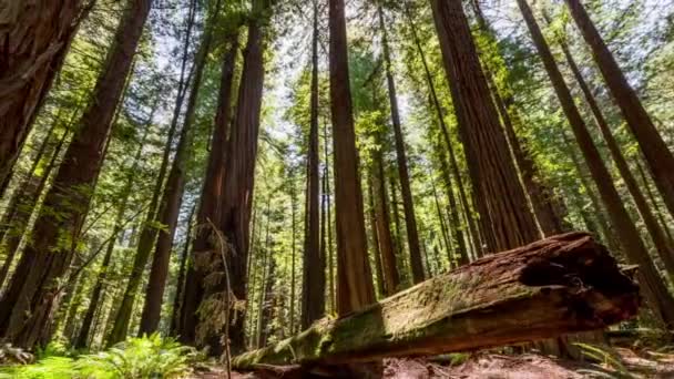 Captivating Time Lapse Sunlit Majesty Redwood National Park Forest Trees — Stock Video