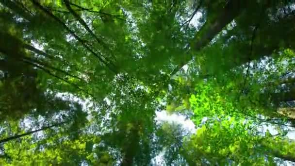 迷人的4K春秋低角射击 光芒四射的红杉森林树在其雄伟的光辉中 — 图库视频影像