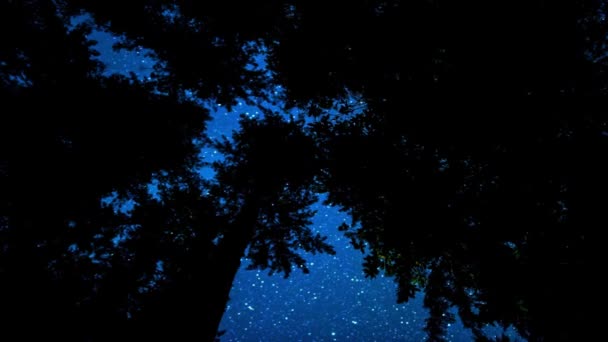 Sterrennacht Time Lapse Hemelse Pracht Redwood Forest Betoverende Skies — Stockvideo