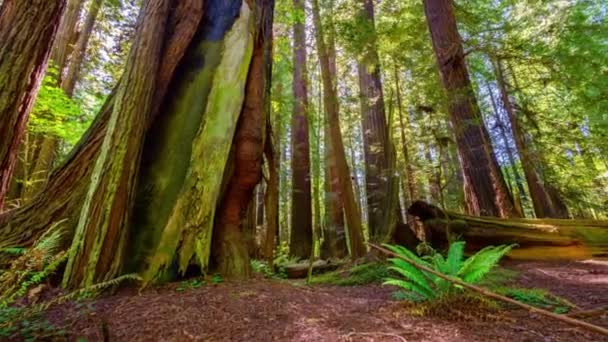 迷人的时光飞逝 红杉国家公园4K森林树的阳光照射下 — 图库视频影像