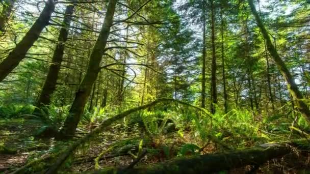 タイムラップを魅了する 4Kのレッドウッド国立公園の森の木の日光明るい陛下 — ストック動画