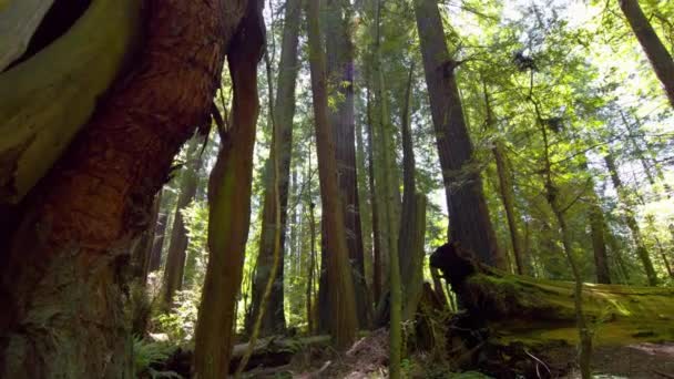 Захватывающее Время Солнечное Великолепие Лесных Деревьев Национального Парка Редвуд — стоковое видео