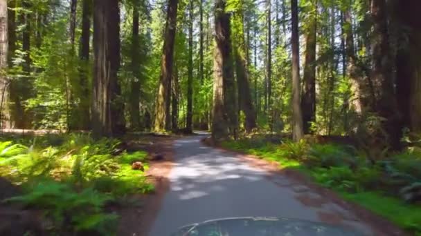 Scenic Spring Drive Cruising Redwood Forest Virágzó Fák — Stock videók
