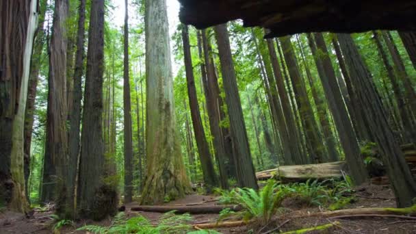 Urzekający Time Lapse Sunlit Majesty Redwood National Park Forest Trees — Wideo stockowe