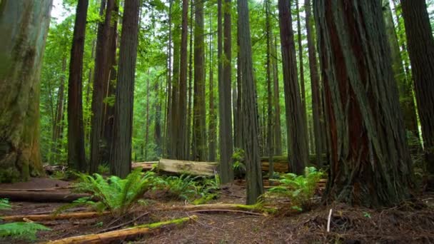 Захоплюючий Часовий Проміжок Сонячне Світло Величність Лісових Дерев Національного Парку — стокове відео