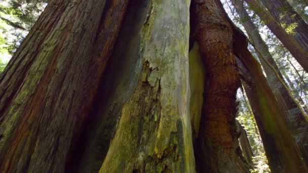 Büyüleyici Zamanaşımı Redwood Ulusal Parkı Ağaçları Nın Güneş Işığı Majesteleri — Stok video
